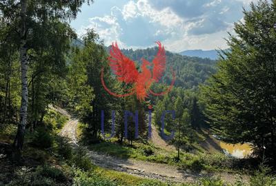 18000 mp de natura pura ,Lupeni, langa Straja - 5