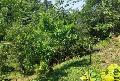 Casă cu 2 camere cu Teren 7500 Mp în Valea Roșie - 4