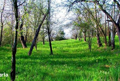 Teren de 14000 mp, în Mihai Viteazu - 9