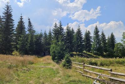 Teren de 9466 mp, în Dealu Negru - 1