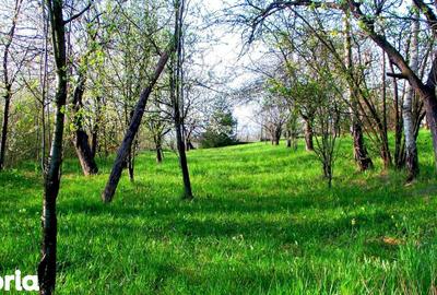Teren de 14000 mp, în Mihai Viteazu - 2