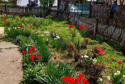 Casă cu 4 camere cu Teren 3120 Mp în Bogata - 8