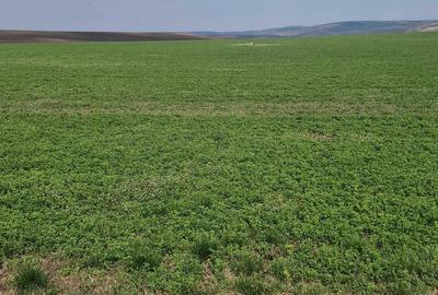 Spațiu comercial, în Copăceni