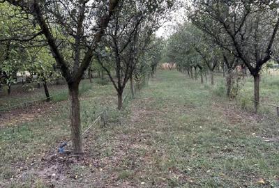 Teren de 1400 mp, în Cermei - 6