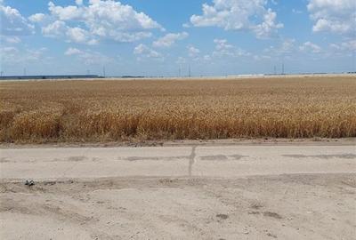 Teren Construcții intravilan de 87800 mp, în Glina - 4