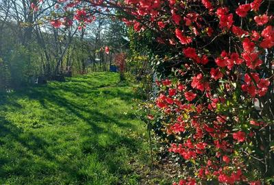 Casă cu 1 camere în Viișoara - 2