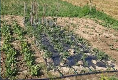 Teren de 6471 mp, în Obad - 3