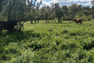 Teren de 3430 mp, în Malu cu Flori - 1