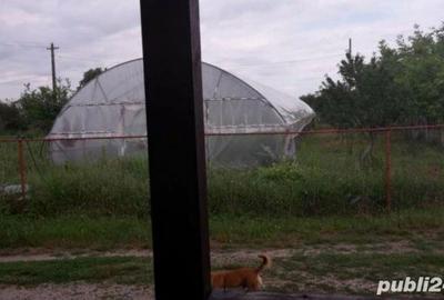 Spațiu comercial, de 1,200 mp, în Potlogi - 5