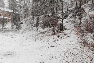 Teren de 4220 mp, în Bușteni - 6