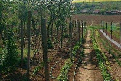 Casă cu 5 camere cu Teren 2300 Mp în Săcueni - 9