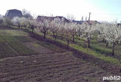 Casă cu 5 camere cu Teren 5500 Mp în Teslui - 5