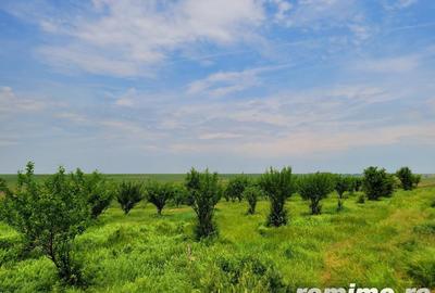 Domeniu, 9,5 ha, 25 KM de Timisoara - 4