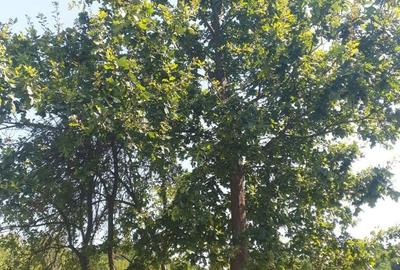 Teren de 5600 mp, în Hălmagiu - 2
