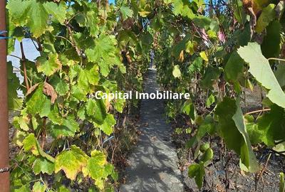 Casa cu teren 797 mp | Zona Mehala | Loca?ie excelenta ?i lini?tita - 2