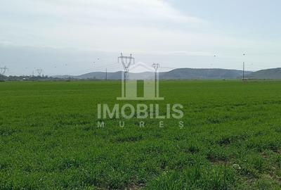 Teren agricol extravilan de 44356 mp, în Exterior Vest - 5