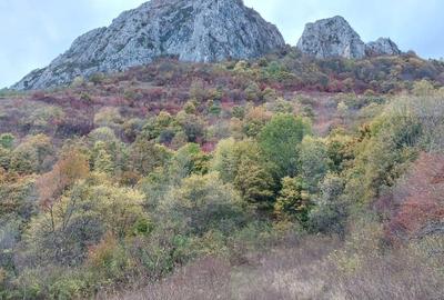 Teren extravilan 16121 mp apa si curent, ideal pentru cabane Zona Ramet - 1