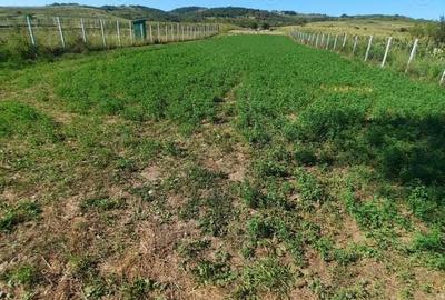 OFERTA!!!, teren cu iesire la Dunare, 1000mp, Fs aprox 17m - 8