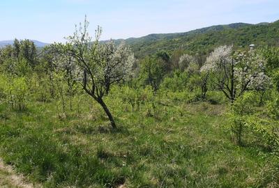 Vand teren Orsova, jud. Mehedinti - 2