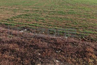 Dragomiresti Valea - Langa Centura, teren 31.200 mp, 35E/mp - 6