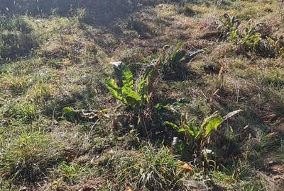 Teren intravilan 1781 mp în Băile Olănești – zonă turistică - 4