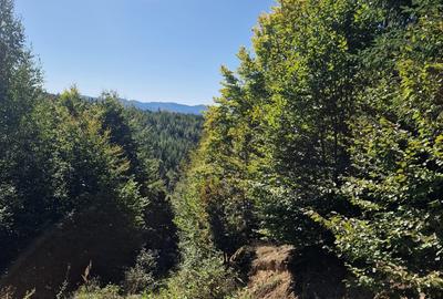 Vindem teren forestier 44165 mp Doabra - Bucovina - 7