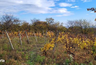 Casă cu 3 camere în Faraoanele - 4