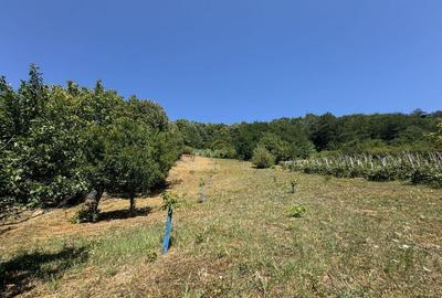 De vanzare Casa cu teren 3500MP in Sabisa/Maramures - 2