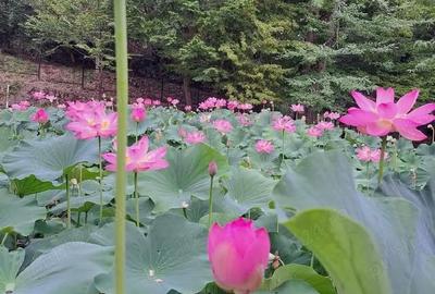 Garsonieră decomandată în Băile Felix - 2