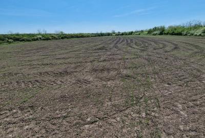 Teren agricol intravilan de 10250 mp, în Periș - 1