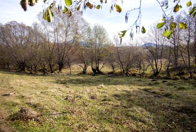 Teren intravilan 5723mp Zarnesti Tohanita- case de vacanta,investitie in turism - 9