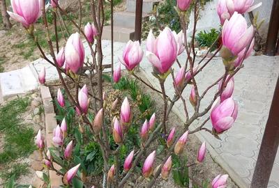 Casă cu 1 camere cu Teren 1100 Mp în Viișoara - 4