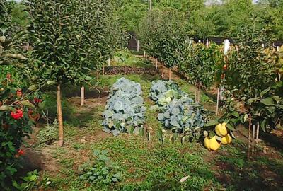 Spațiu comercial, în Negulești - 1