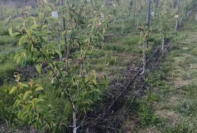 Casa de vanzare Cermei - 4