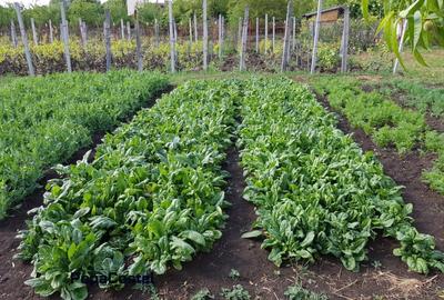 Teren Construcții intravilan de 4648 mp, în Petrești - 12