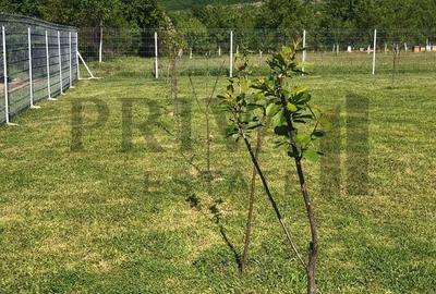 Teren de 800 mp, în Birda - 5