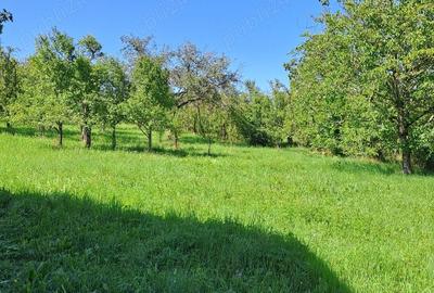 Teren în Aluniș - 3
