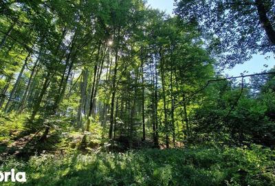 Teren de 440 mp, în Dumbrăvița - 4