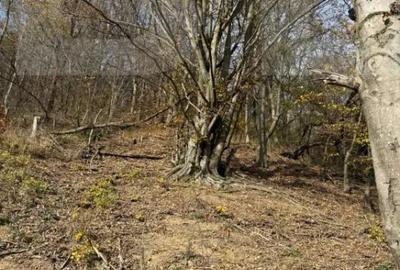 Teren de 20424 mp, în Cerbăl - 4