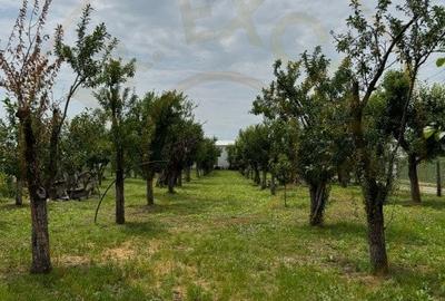 Teren Intravilan - Str. Gorganu, Calinesti - 1268 mp! - 2