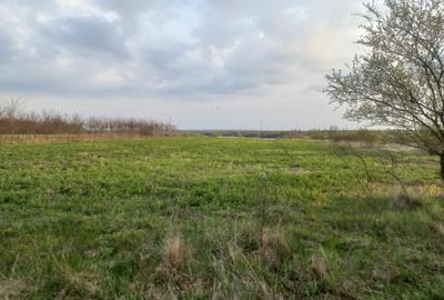 Teren agricol intravilan de 10568 mp, în Snagov - 2