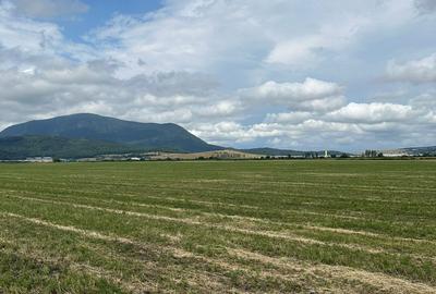 Teren agricol extravilan de 10000 mp, în Hălchiu - 3