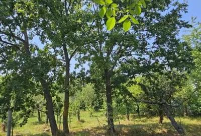 Teren de 572 mp, în Băicoi - 8