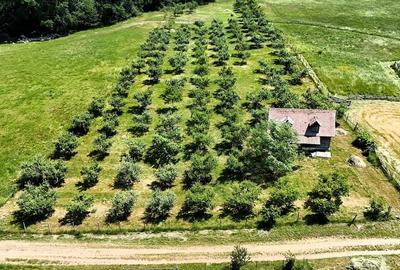 Teren de 5000 mp, în Periferie
