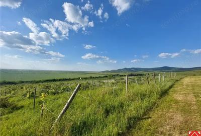 Teren de 185000 mp, în Șiria - 3