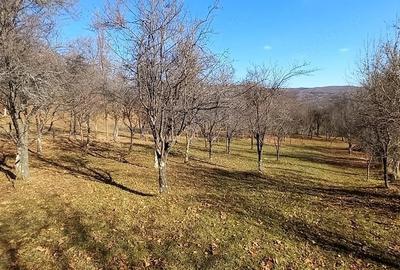 Teren de 3239 mp, în Șotrile - 2