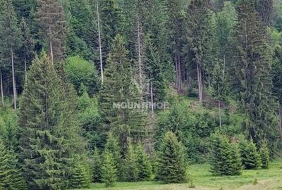 Teren Construcții intravilan de 4698 mp, în Poiana Brașov - 4