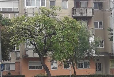 Garsonieră în Calea Aradului - 4