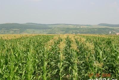 Teren de 8900 mp, în Piatra