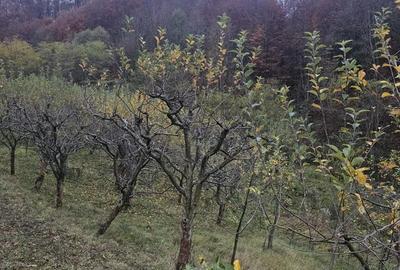 Casă cu 4 camere în Văleni-Dâmbovița - 6